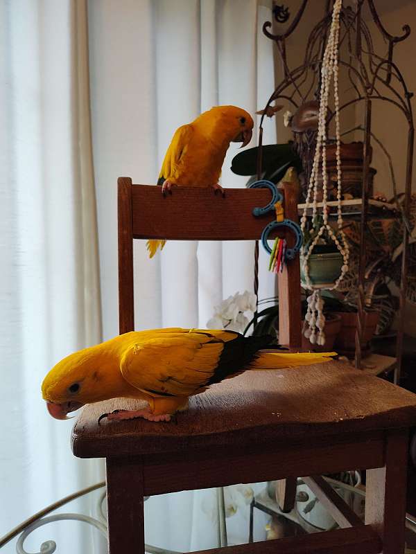 young-bird-for-sale-in-goose-creek-sc