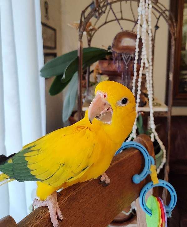 conure-golden-conure-for-sale-in-goose-creek-sc
