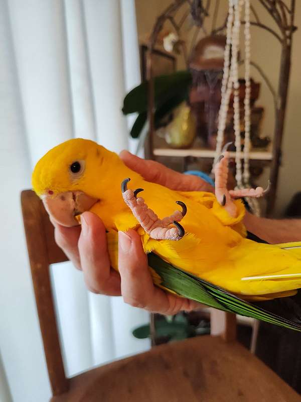handfed-conure-golden-conure-for-sale