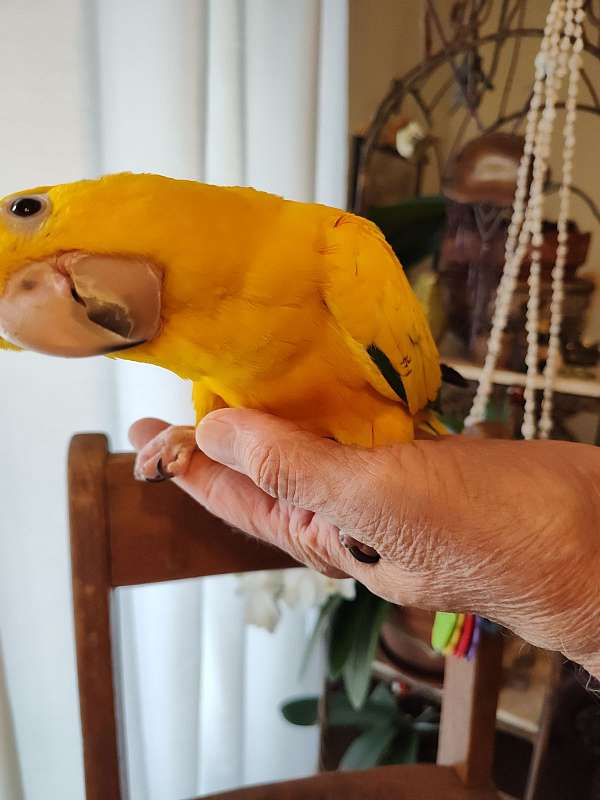 handfed-bird-for-sale-in-goose-creek-sc