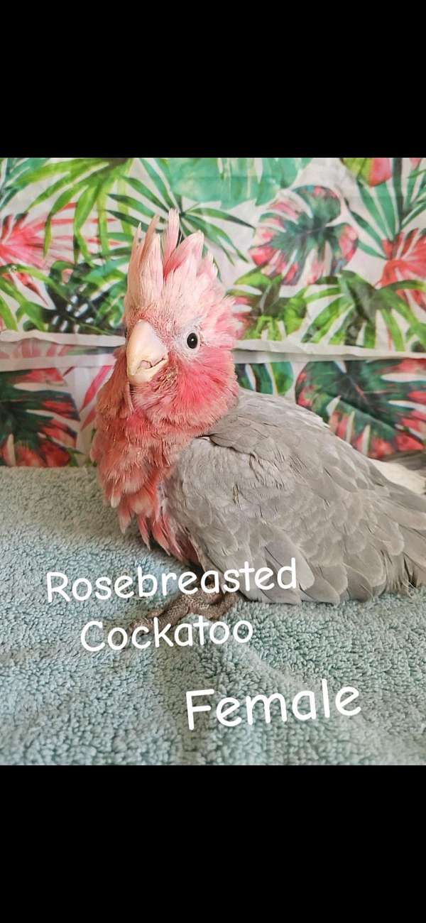 rose-breasted-cockatoo-for-sale-in-piedmont-sc
