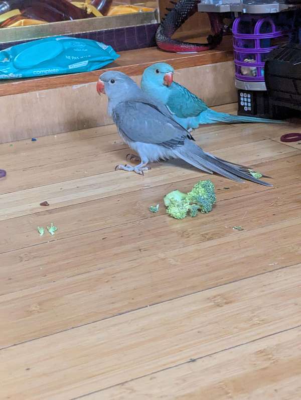 ringneck-parakeet-for-sale