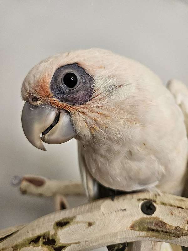 cockatoo-for-sale-in-piedmont-sc
