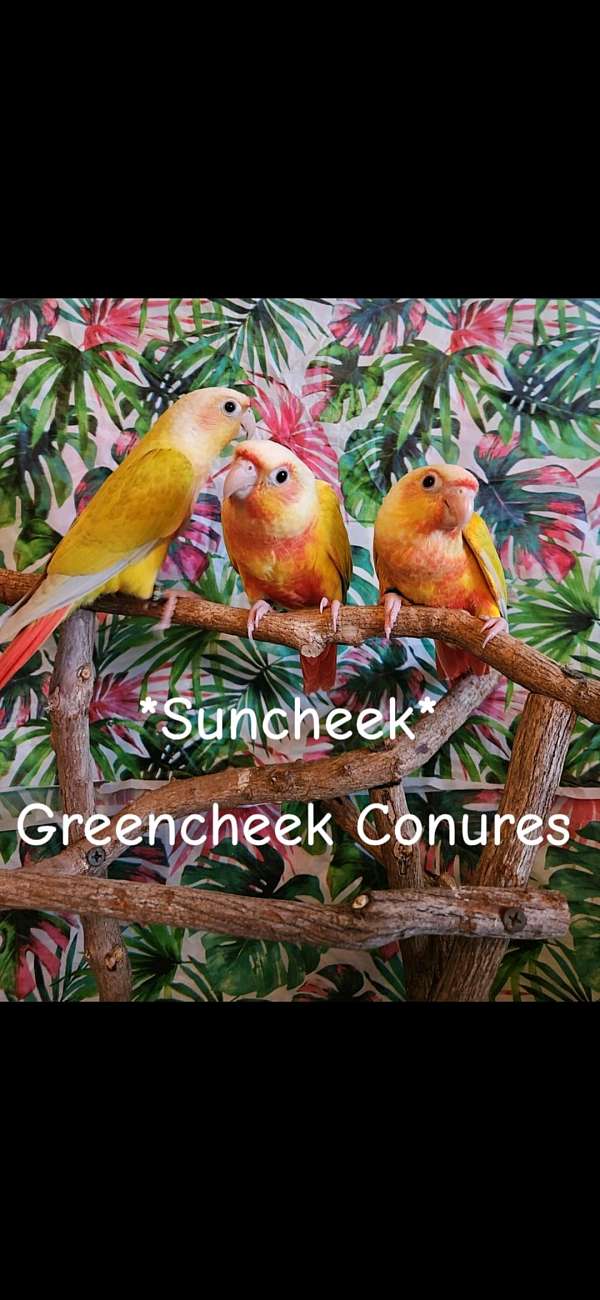green-cheek-conure-for-sale-in-piedmont-sc