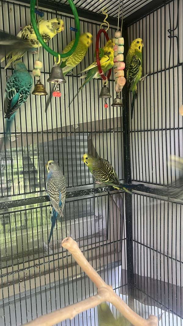 purple-bird-for-sale-in-indianapolis-in