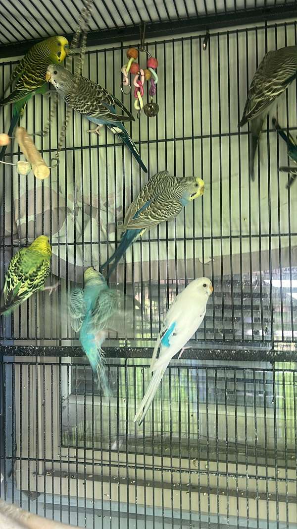 blue-bird-for-sale