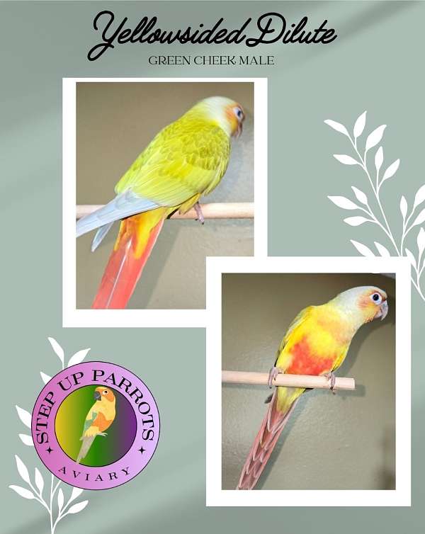 green-pastel-green-cheek-conure-for-sale