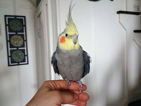 companion-tame-adoption