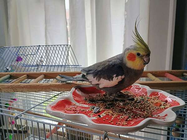 cockatiel-for-sale