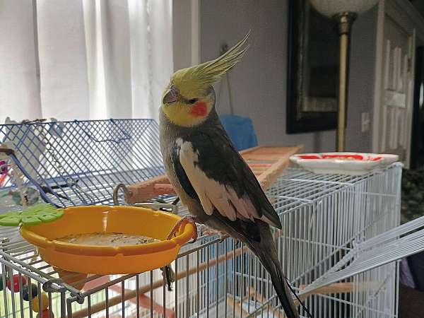 grey-cockatiel-for-sale