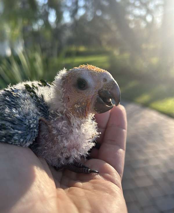 conure-for-sale