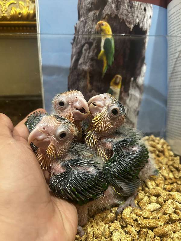 white-bellied-caique-for-sale