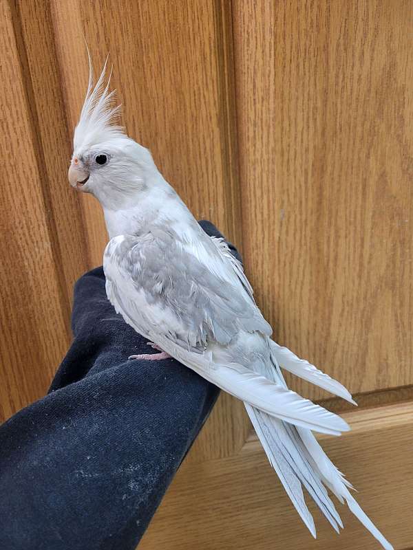 cockatiel-for-sale-in-alexandria-mn