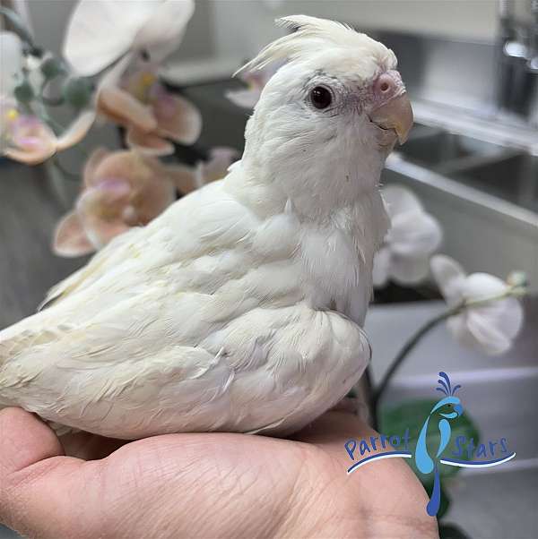 cockatiel-for-sale