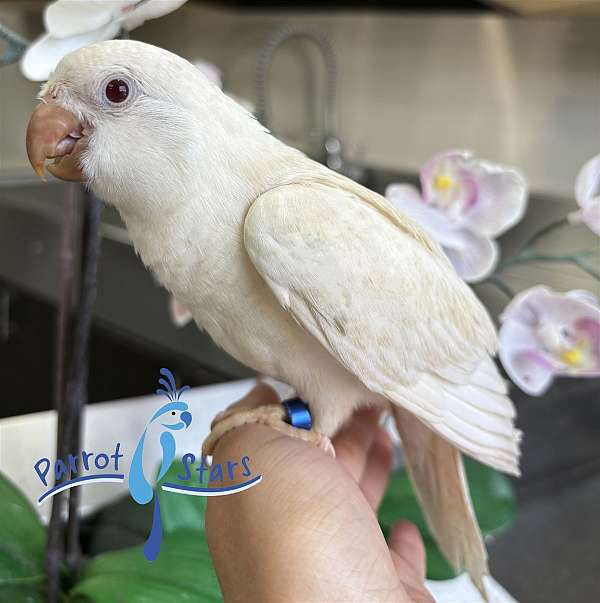 quaker-parrots-for-sale