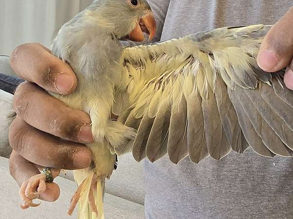 parrot-for-sale