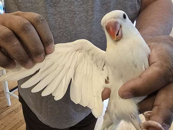 parrot-for-sale