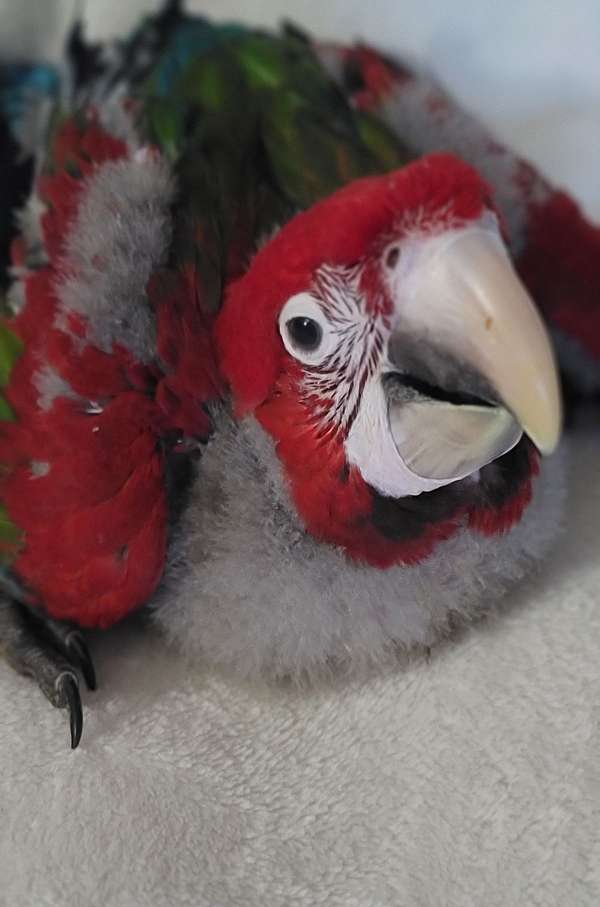 green-wing-macaw-for-sale-in-marion-sc