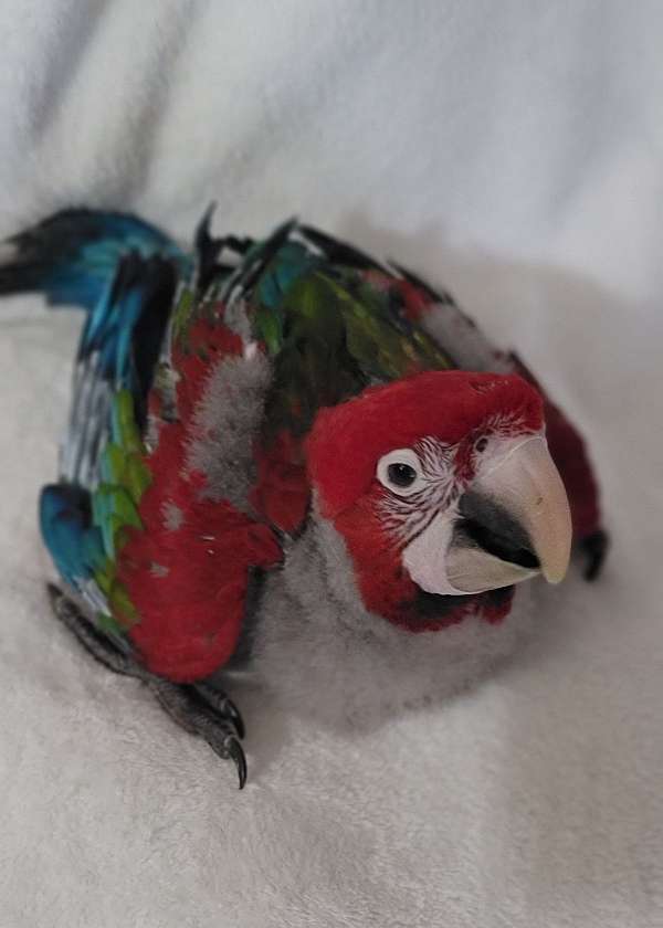 baby-bird-for-sale-in-marion-sc