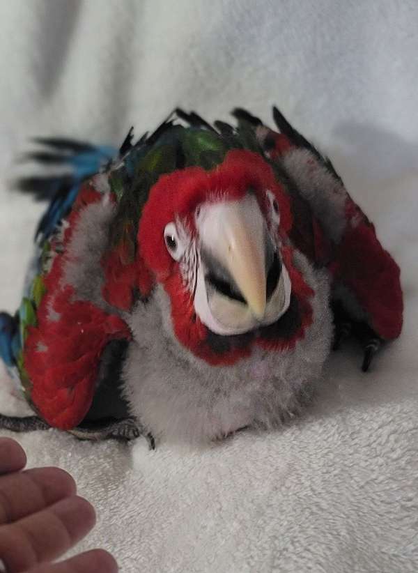 macaw-for-sale-in-marion-sc