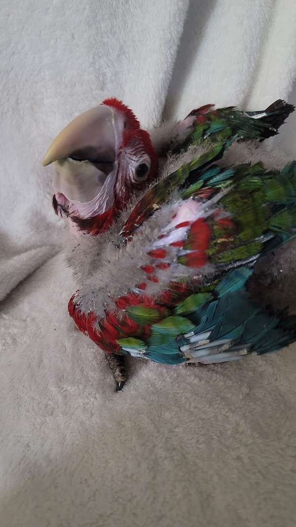 green-wing-macaw-for-sale