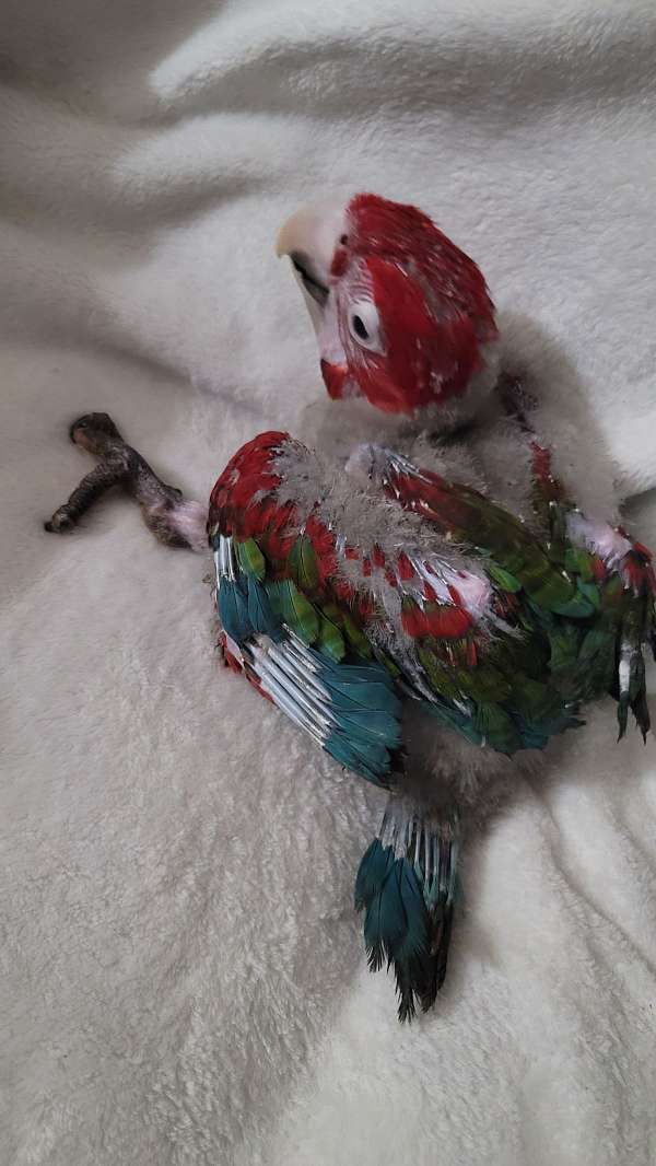green-wing-macaw-for-sale-in-marion-sc