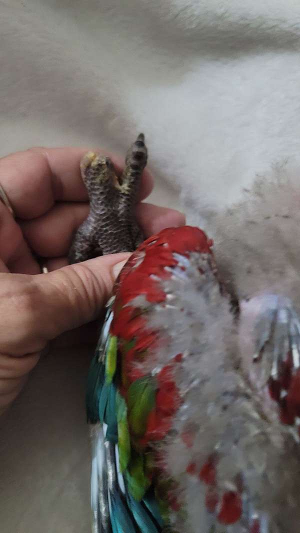 bird-for-sale-in-marion-sc