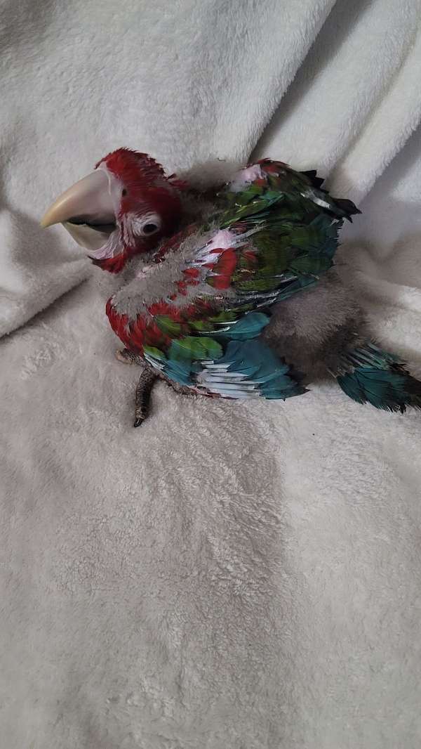baby-green-wing-macaw-for-sale