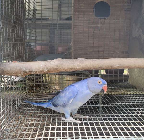 parrot-for-sale-in-marion-sc