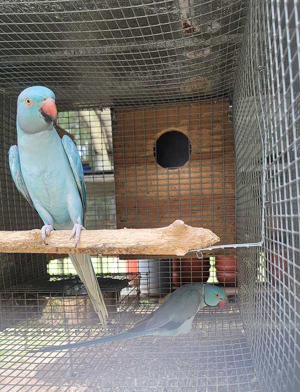 parrot-for-sale