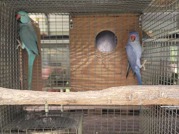 bird-for-sale-in-marion-sc