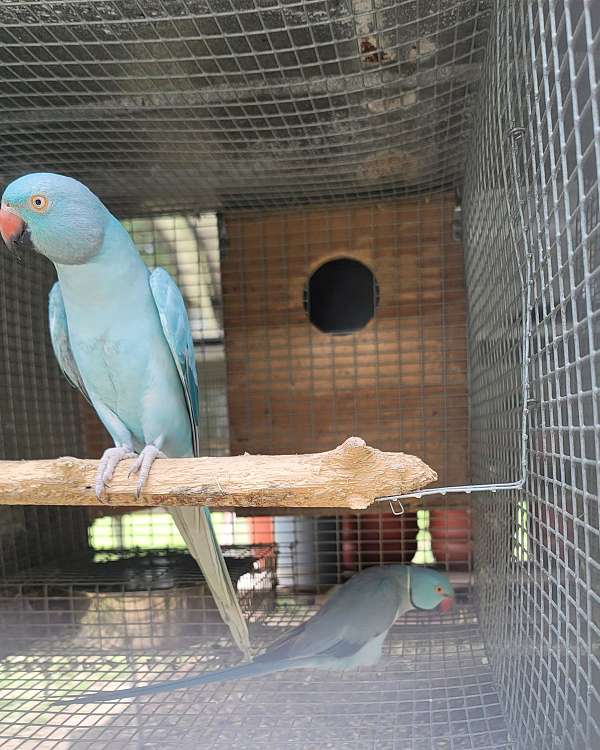 young-bird