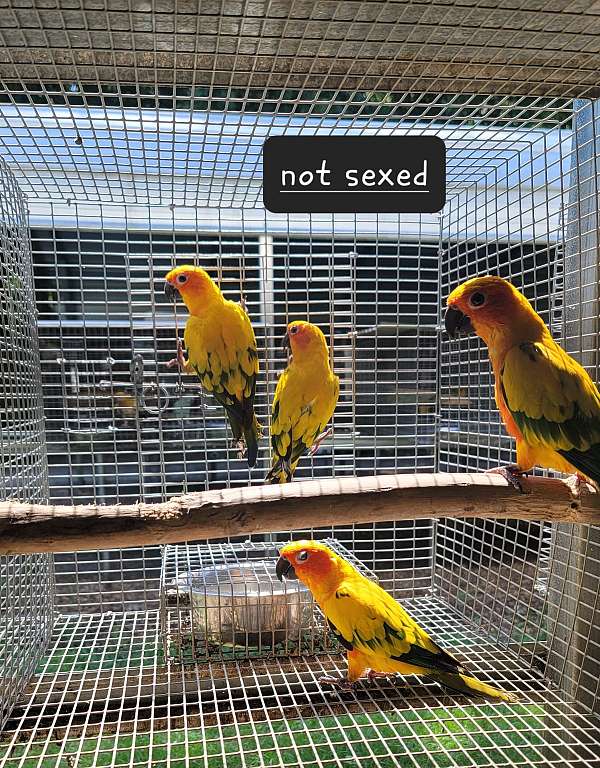 sun-conure-for-sale-in-marion-sc