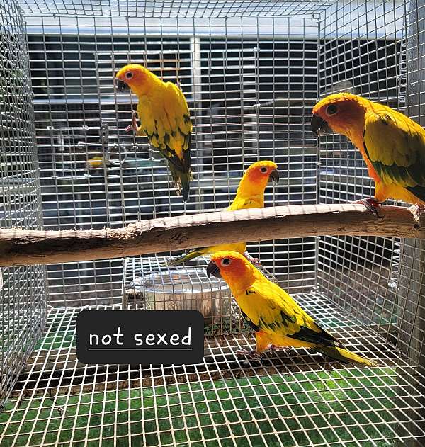 sun-conure-for-sale