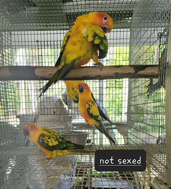 bird-for-sale-in-marion-sc