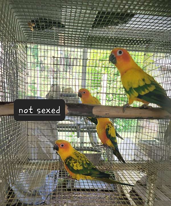young-bird
