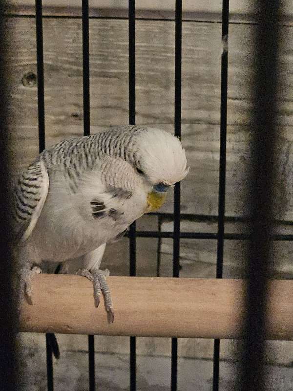 parakeet-for-sale-in-mena-ar