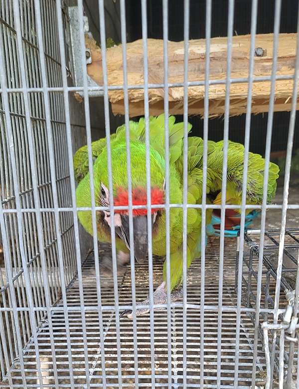 tame-bird-for-sale-in-marion-sc
