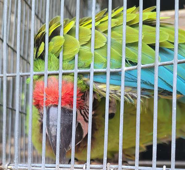 macaw-for-sale