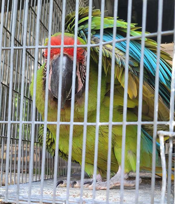 macaw-for-sale-in-marion-sc