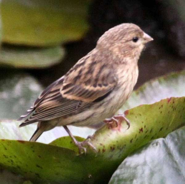canary-for-sale-in-kissimmee-fl