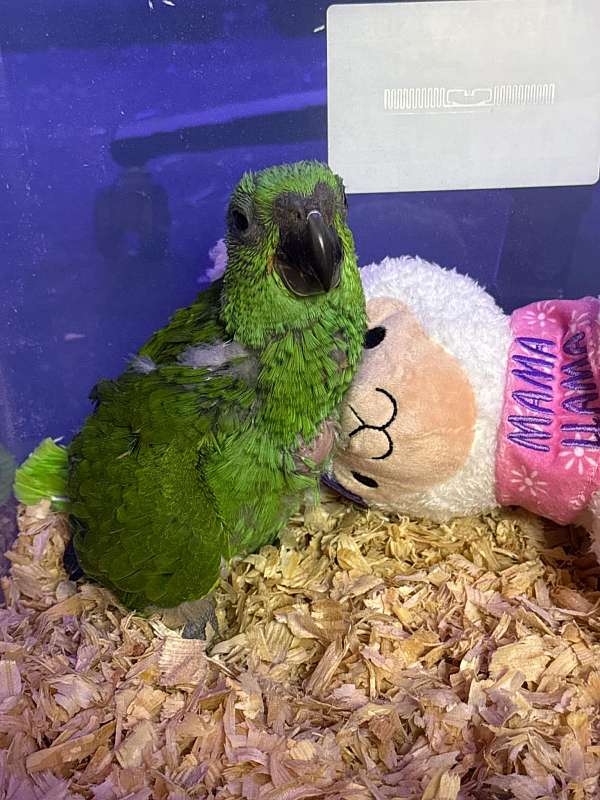 yellow-naped-amazon-parrot-for-sale-in-lake-placid-fl