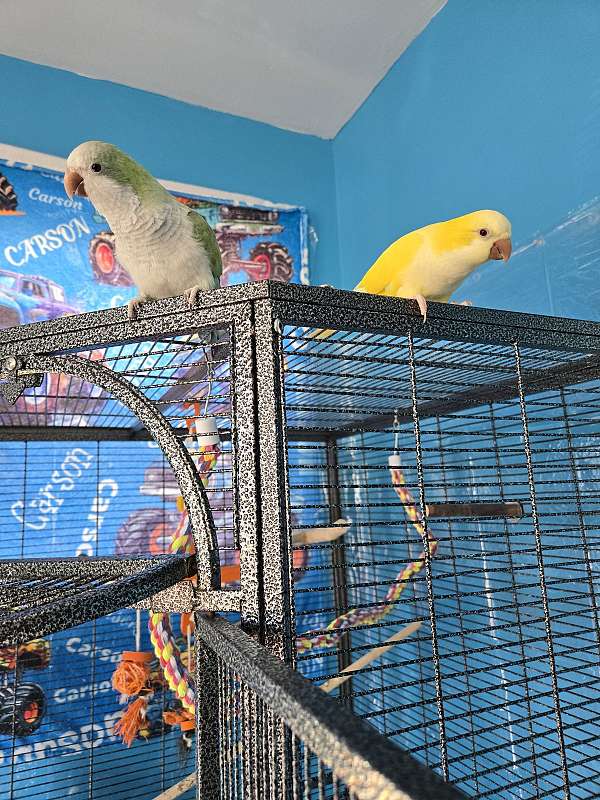 quaker-parrots-for-sale