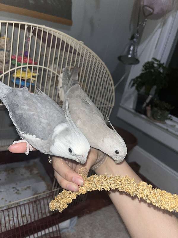 cockatiel-for-sale-in-lynn-ma