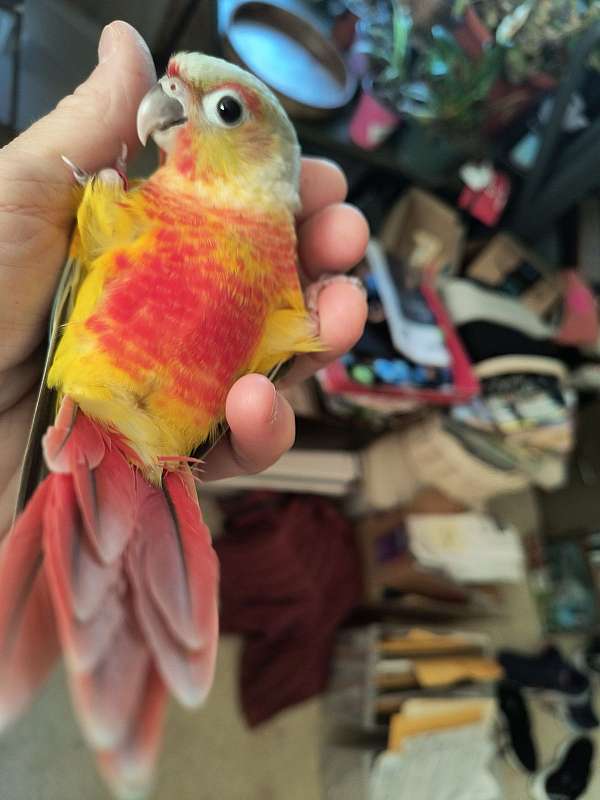conure-for-sale