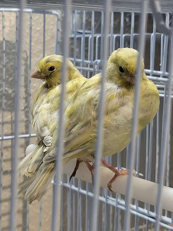 canary-for-sale