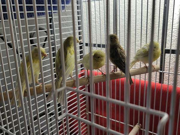 canary-for-sale-in-duluth-mn