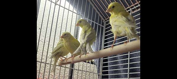 bird-for-sale-in-duluth-mn