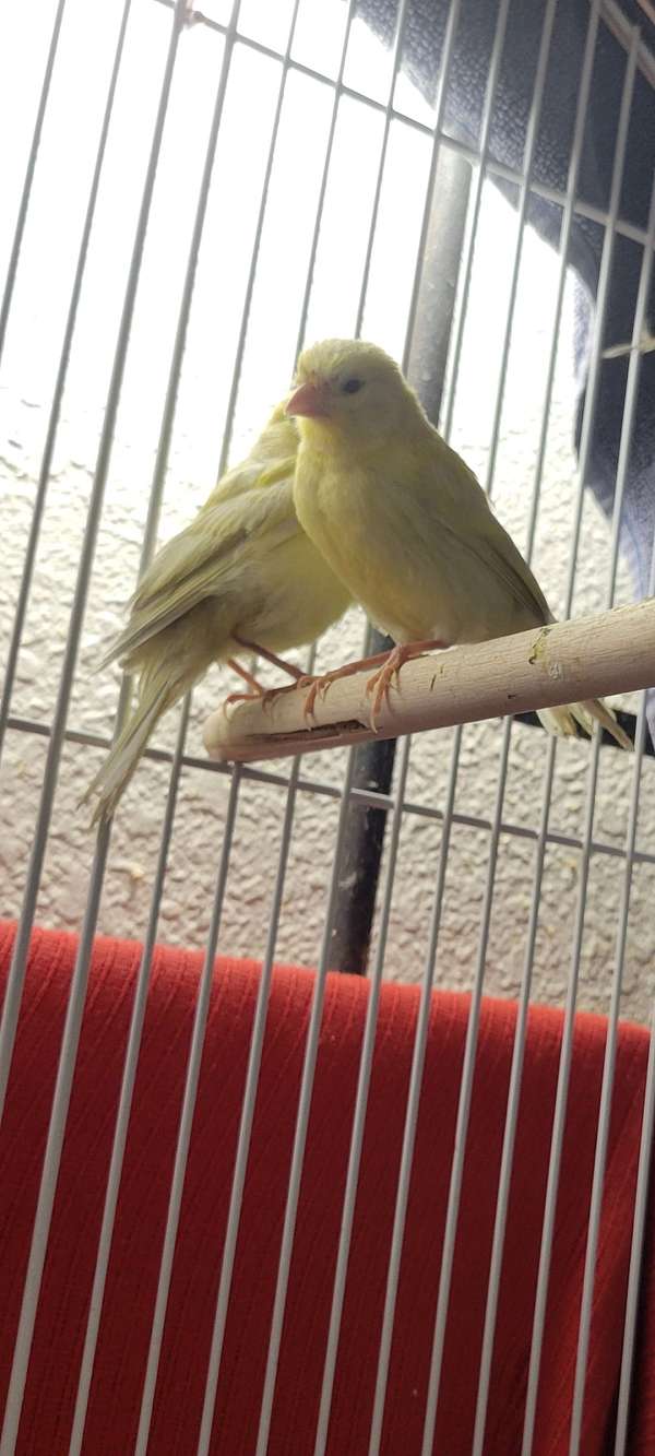 young-bird