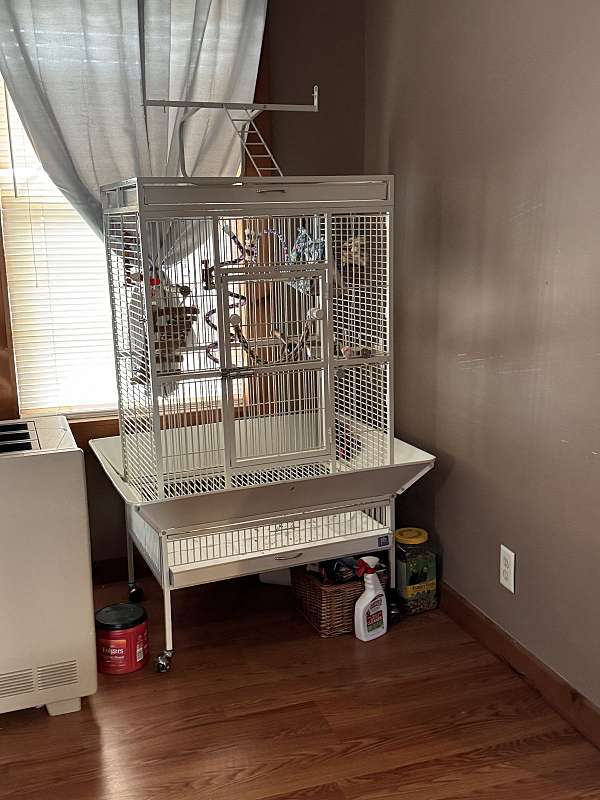green-white-conure-green-cheek-conure-for-sale